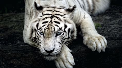 siberian tiger wallpaper 4k.